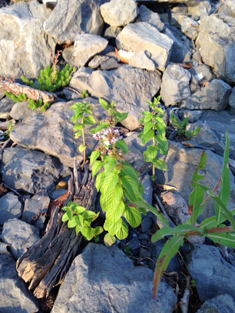 Wild Mint photo 4