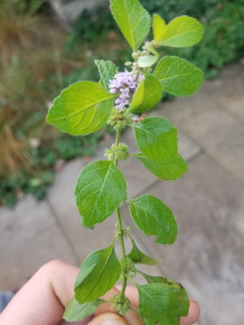 Wild Mint photo 5