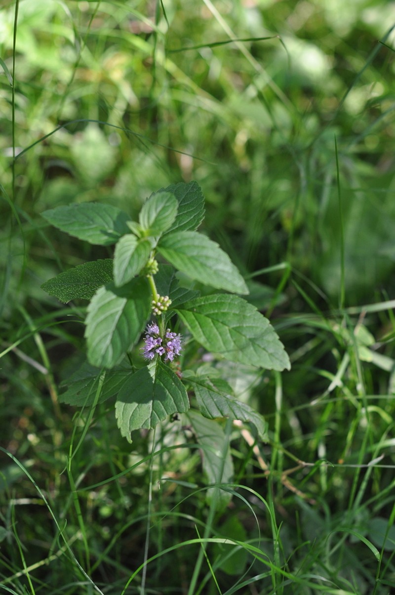 Wild Mint photo 6
