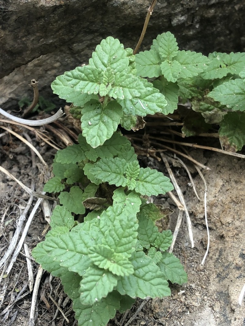 Wild Mint photo 7