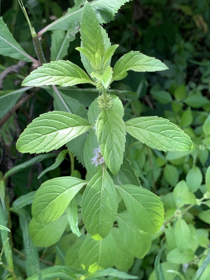 Wild Mint photo 8