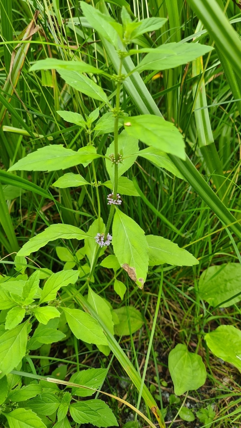 Wild Mint photo 9