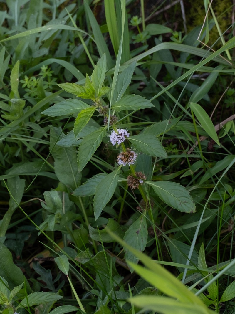 Mentha canadensis photo 2