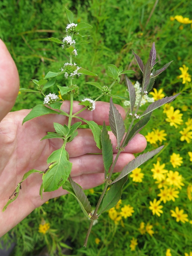 Mentha canadensis photo 3