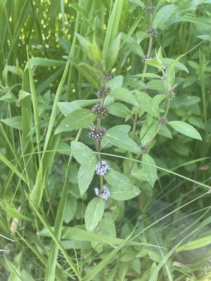 Mentha canadensis photo 4