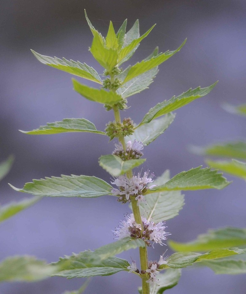 Mentha canadensis photo 5