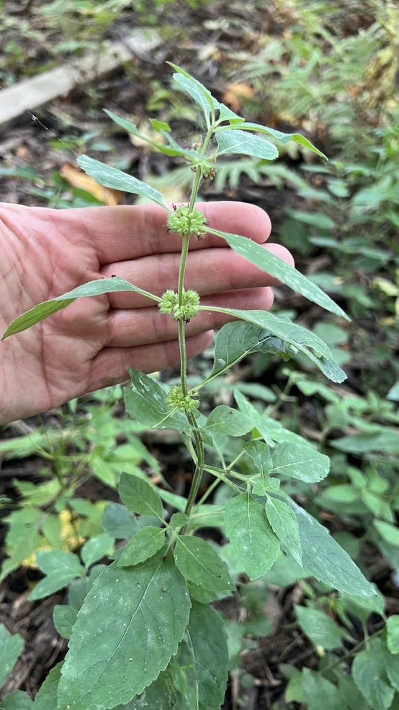 Mentha canadensis photo 6