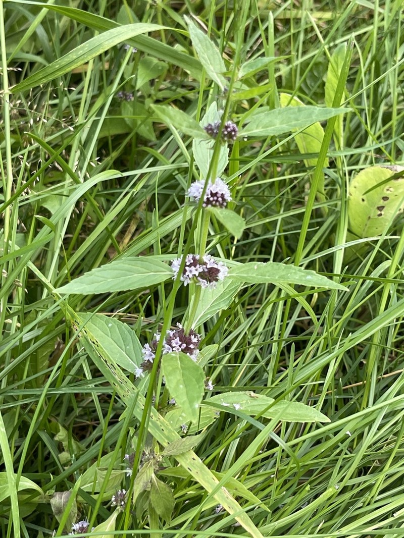 Mentha canadensis photo 7