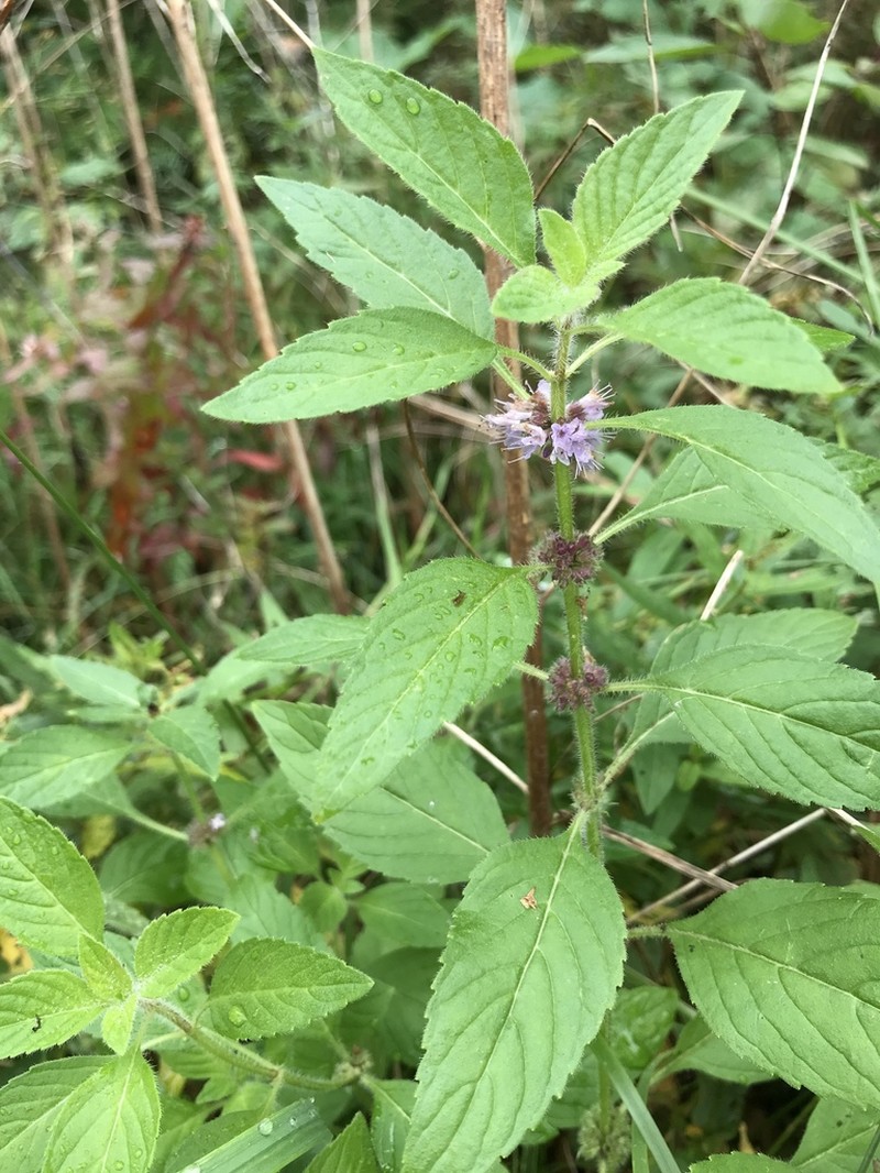 Mentha canadensis photo 8