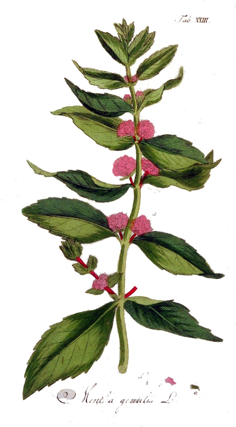 Gingermint photo 5
