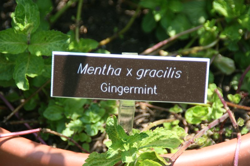 Gingermint photo 6