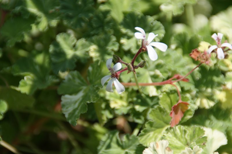 Gingermint photo 7