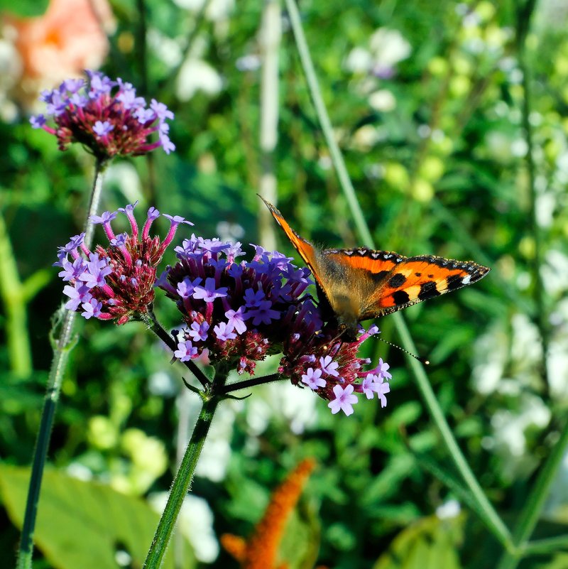 Gingermint photo 8