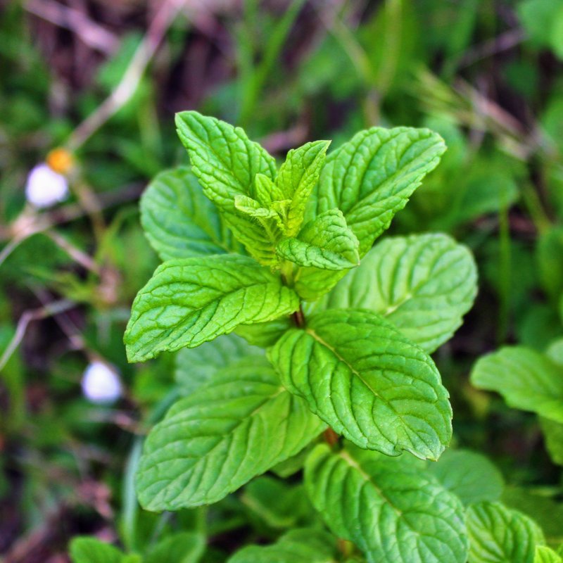 Peppermint photo 2