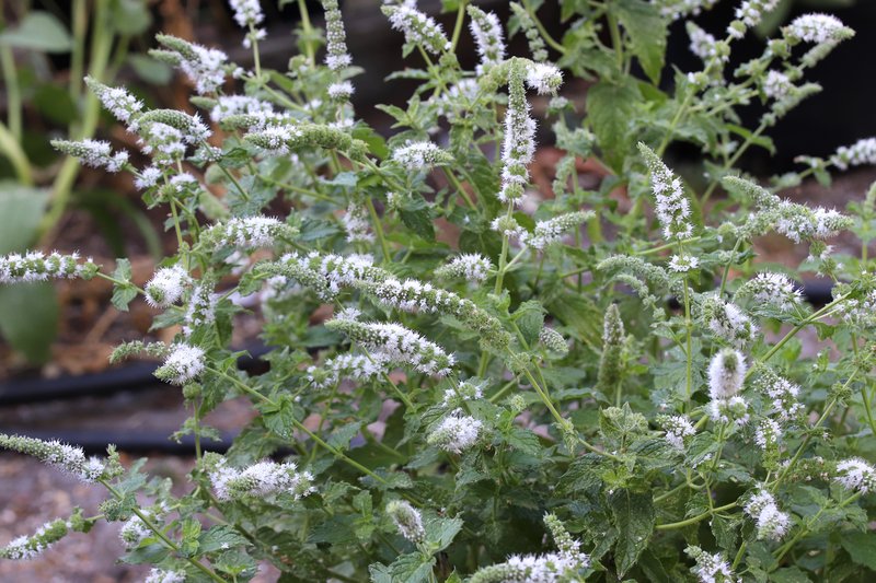 Peppermint photo 3