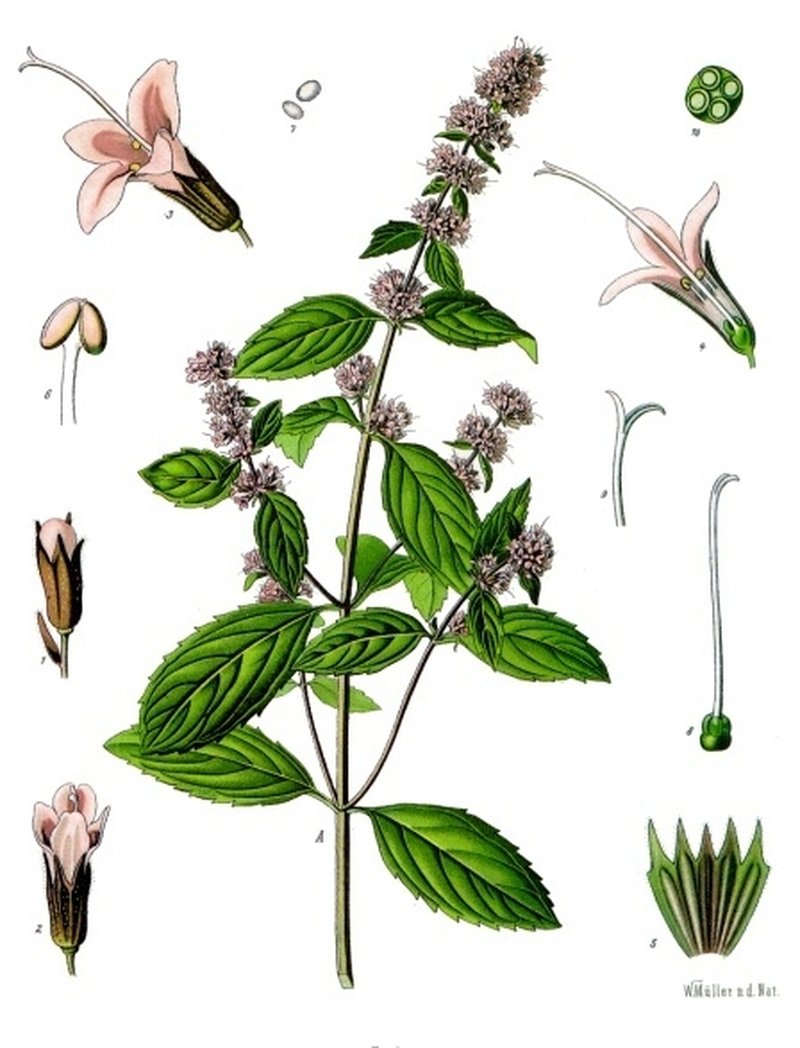 Peppermint photo 4