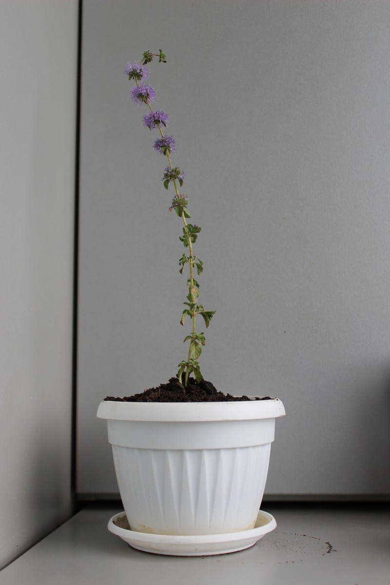 Pennyroyal photo 2