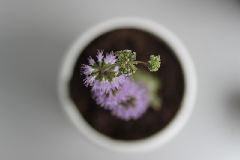 Pennyroyal photo 3
