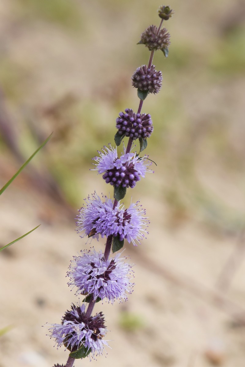 Pennyroyal photo 4