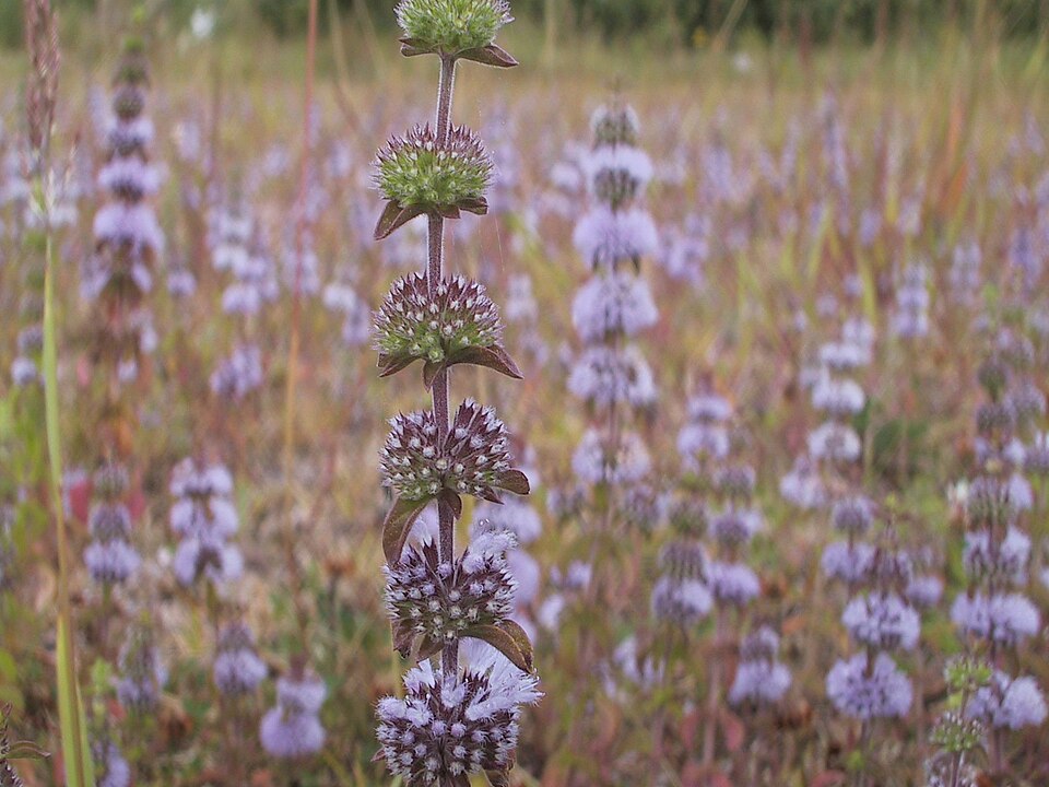 Pennyroyal photo 6