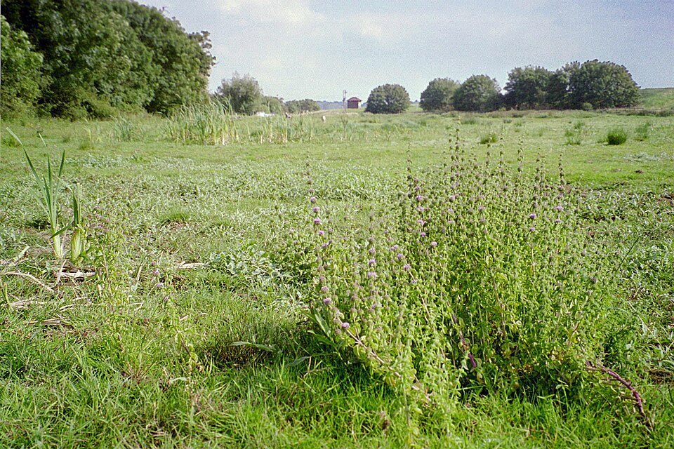 Pennyroyal photo 7