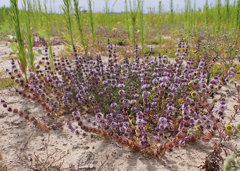 Pennyroyal photo 8