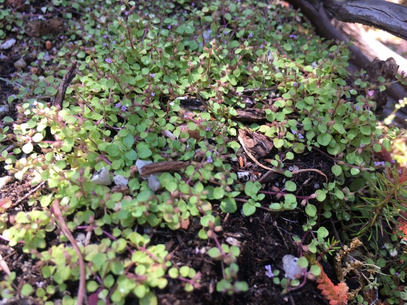Mentha requienii subsp. bistaminata