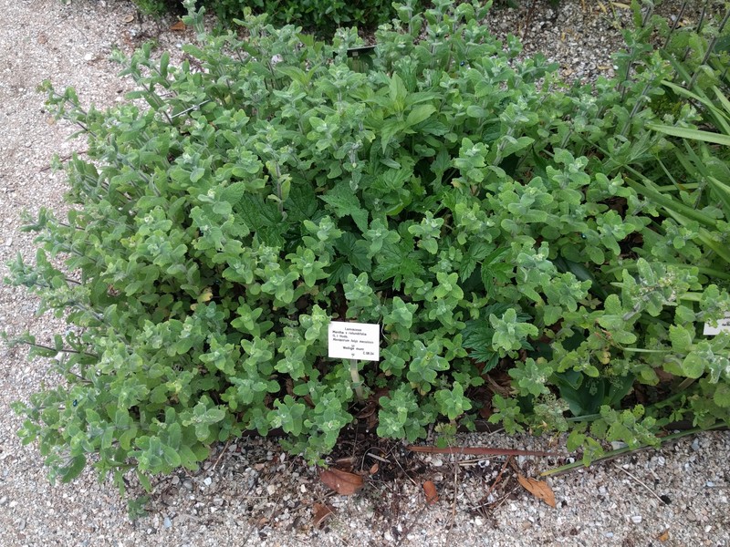 Mentha rotundifolia photo 4