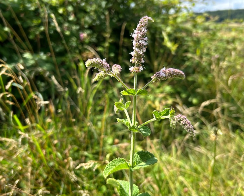 Mentha rotundifolia photo 5