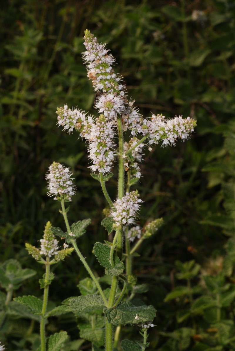 Mentha rotundifolia photo 2