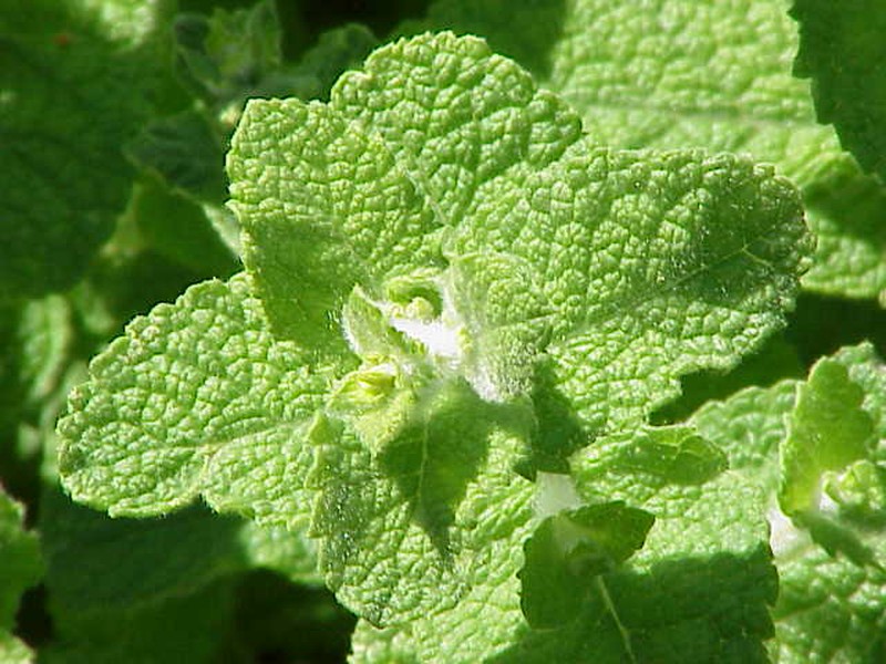 Mentha rotundifolia
