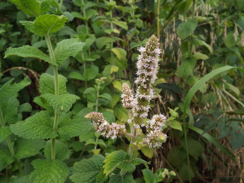 Mentha rotundifolia photo 3
