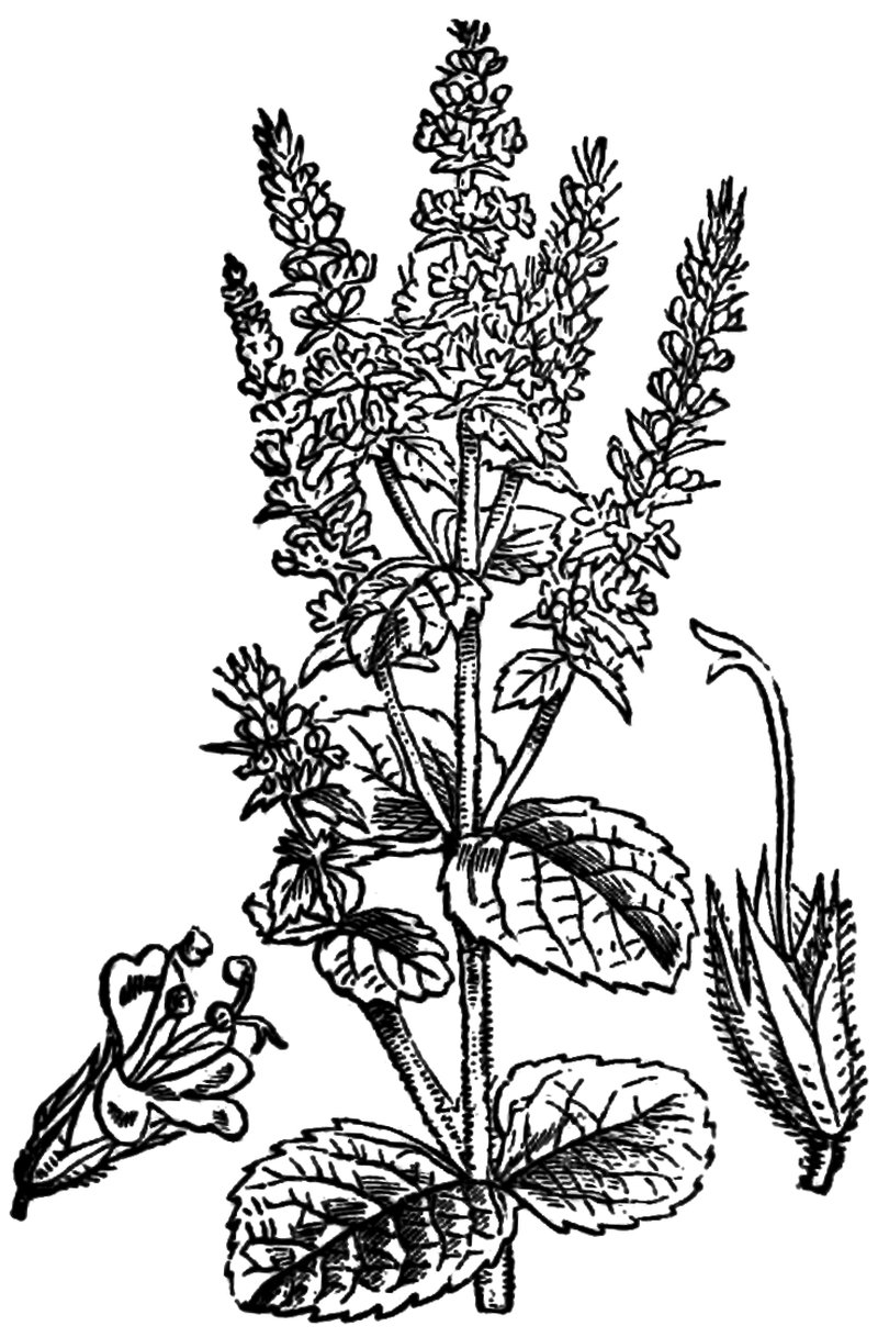 Mentha rotundifolia photo 7