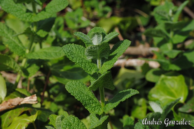Mentha rotundifolia photo 8
