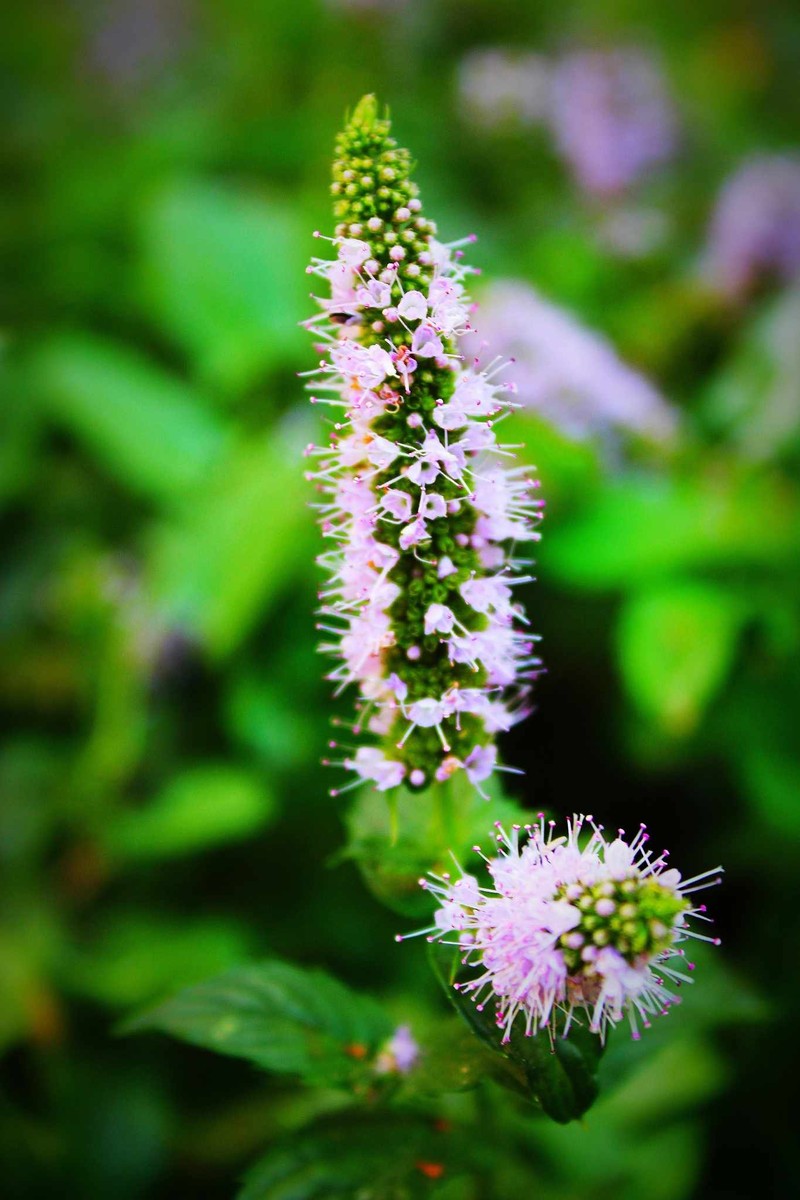 Spearmint photo 2