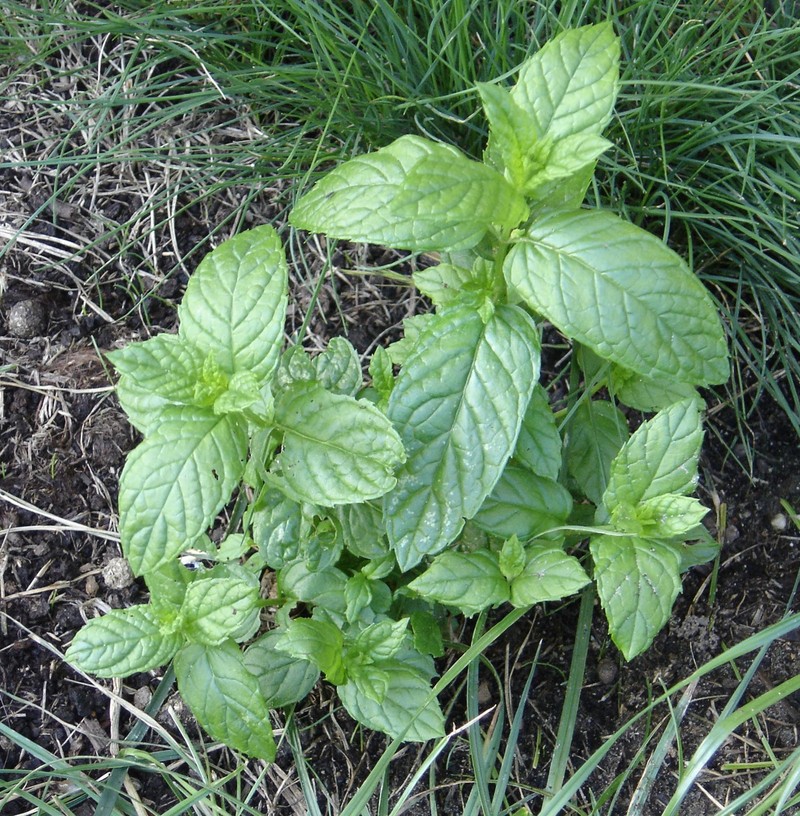 Spearmint photo 3