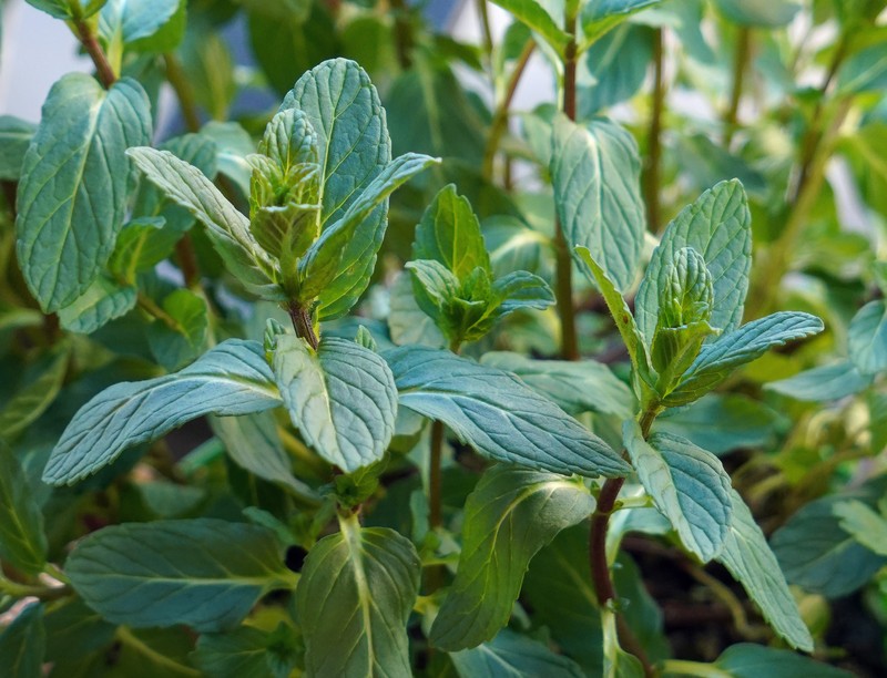 Spearmint photo 4