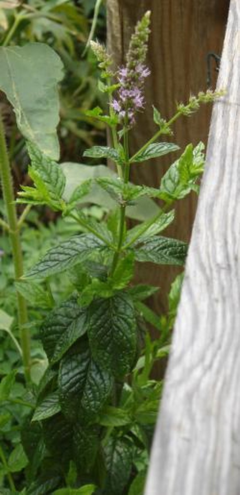 Spearmint photo 5