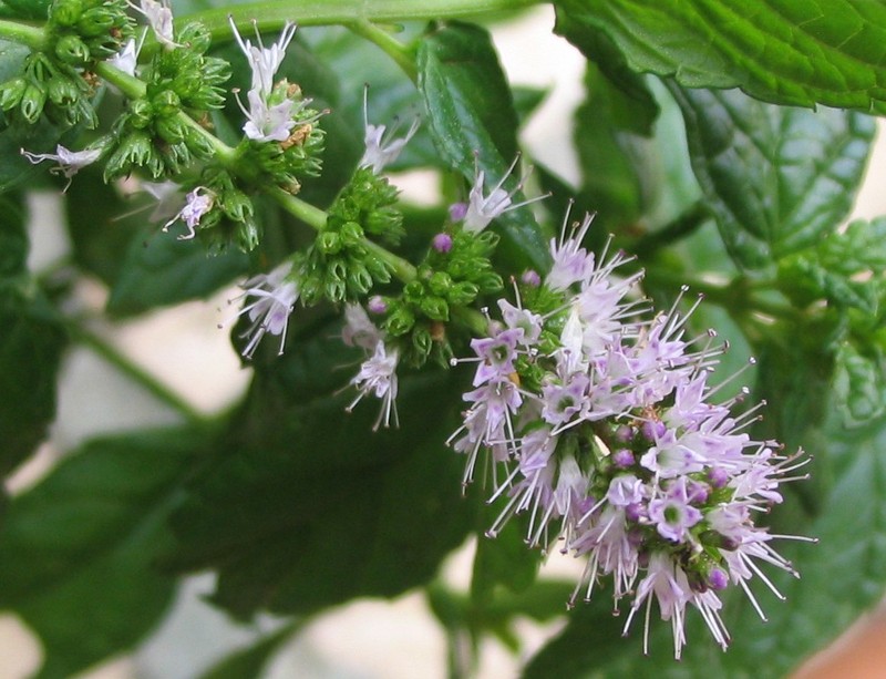 Spearmint photo 6