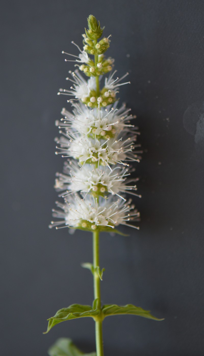 Spearmint photo 7