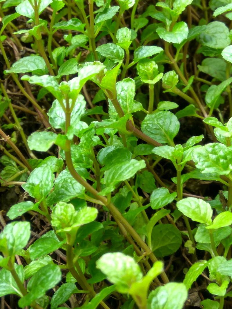 Spearmint photo 8
