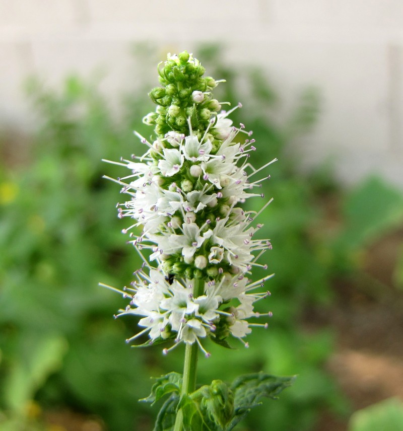 Apple Mint photo 5