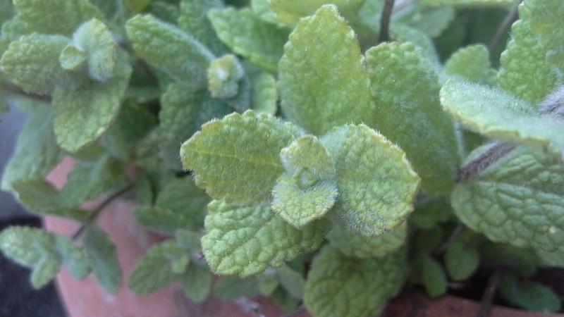 Apple Mint photo 6