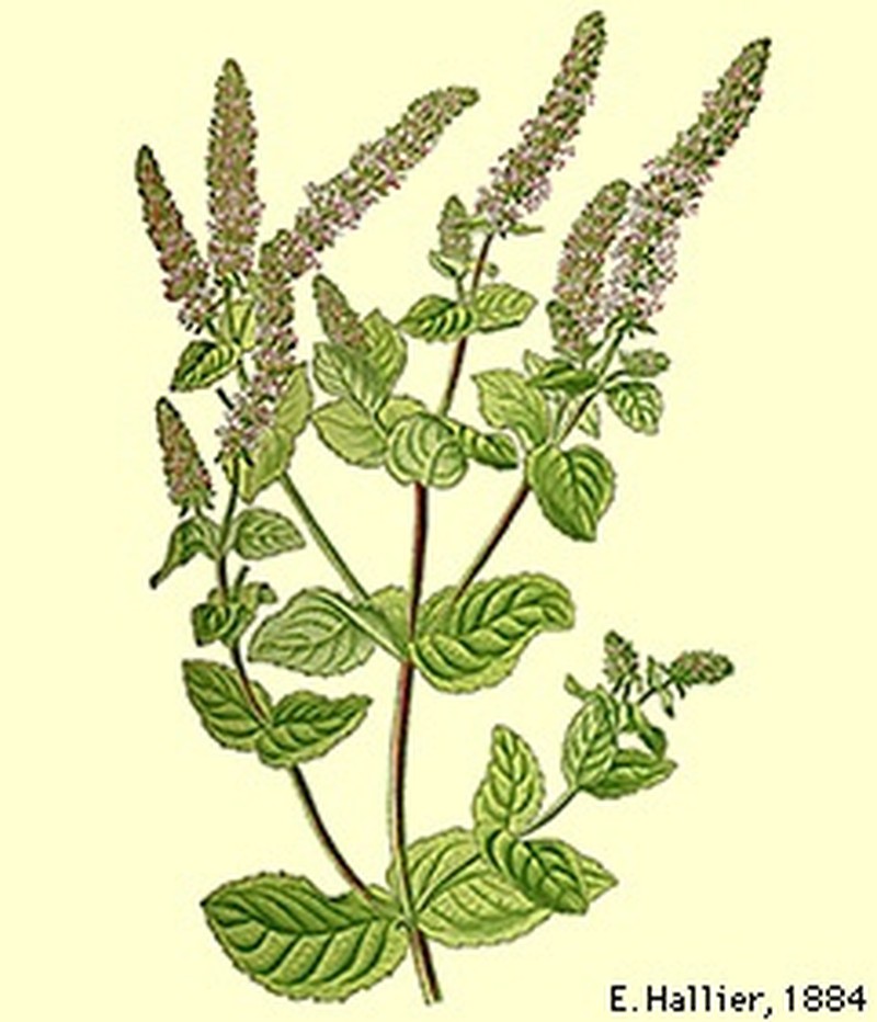 Apple Mint photo 2
