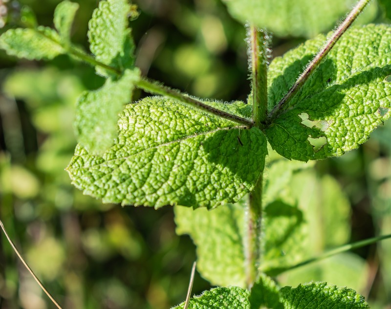 Apple Mint photo 3