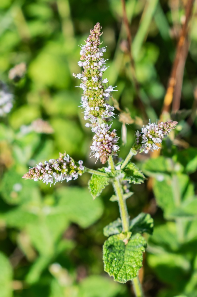Apple Mint photo 4