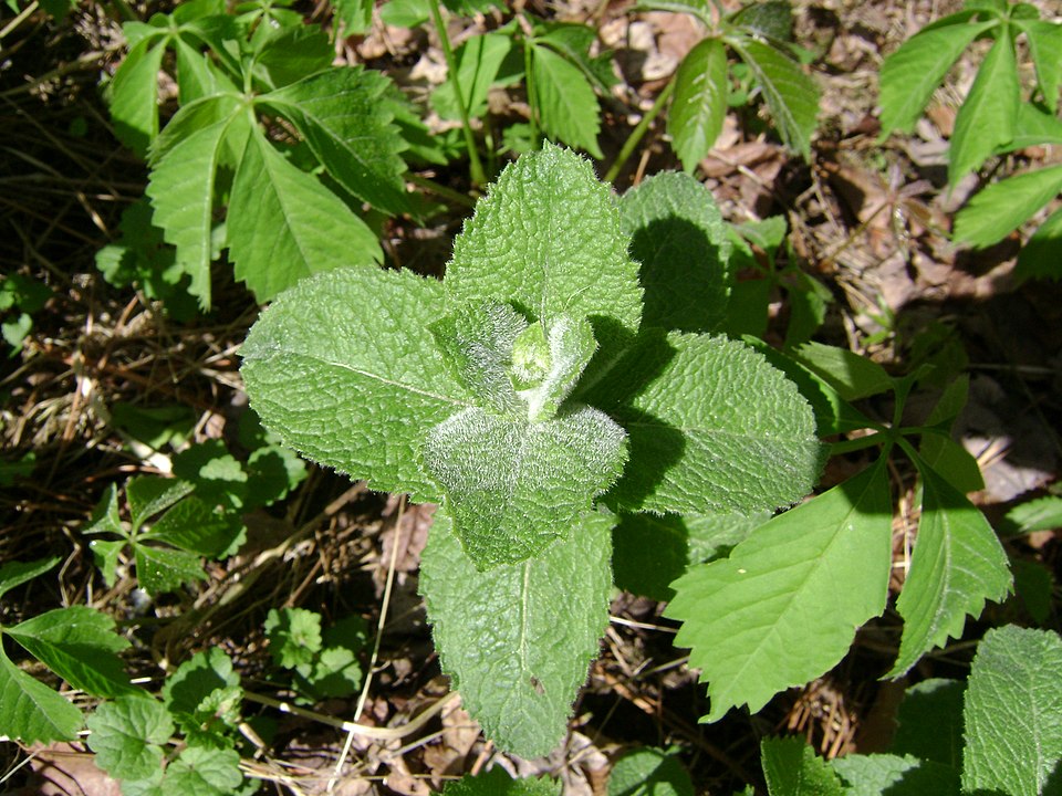 Apple Mint