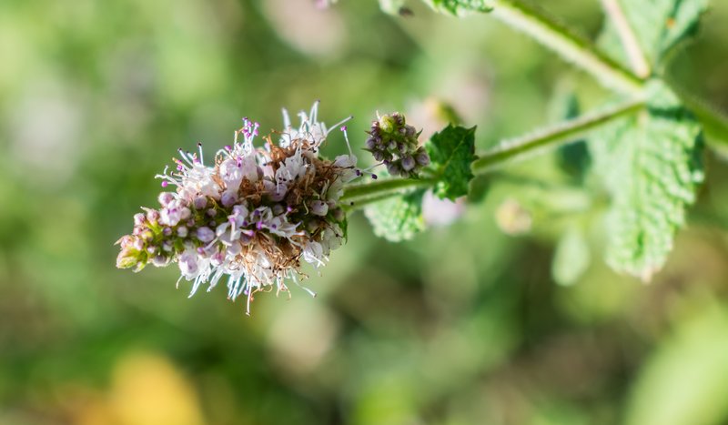 Apple Mint photo 7