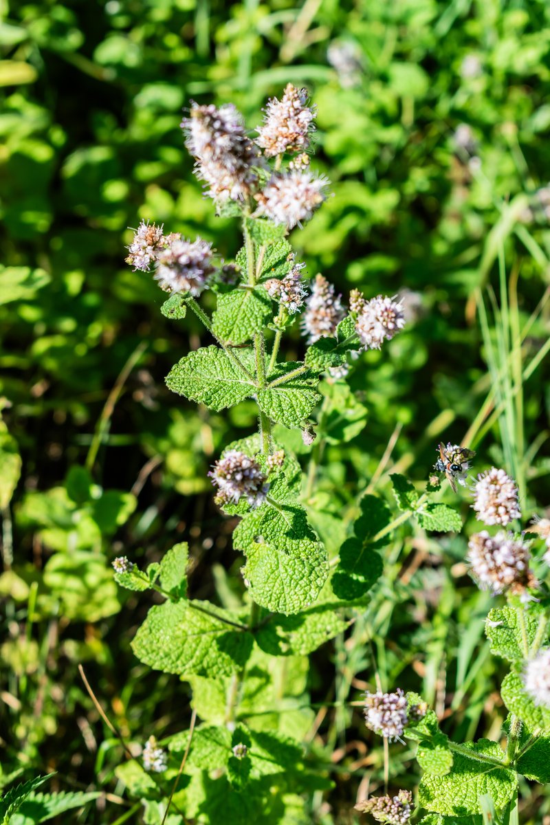 Apple Mint photo 8