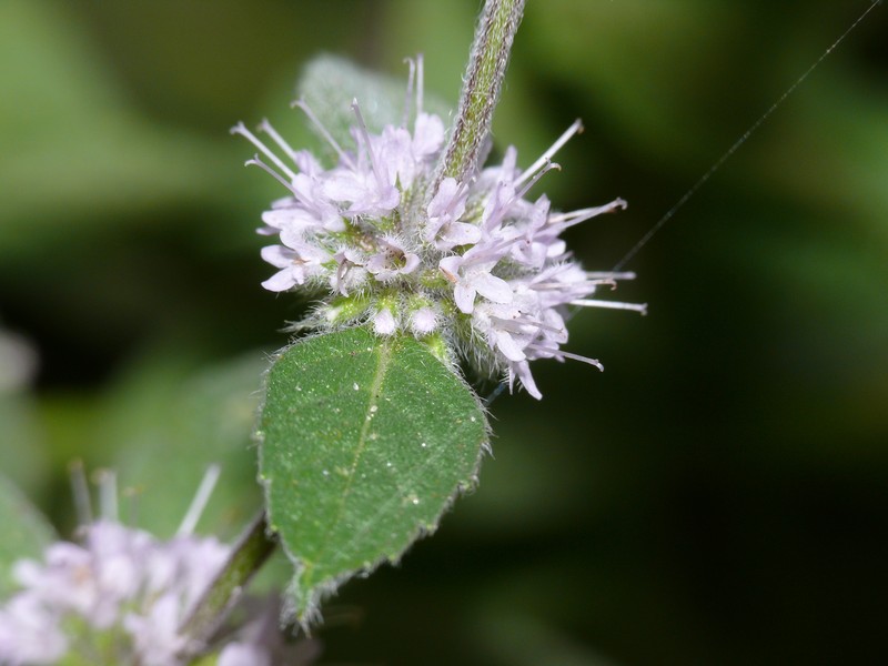 Mint photo 2